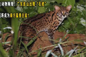 野生动物频现，广东连山出现“石虎”，它或将成为南方猛兽主流？视频封面