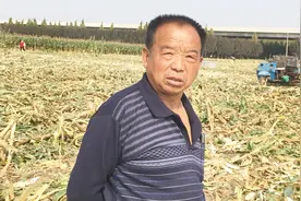 河北邯郸收割玉米，多少钱一亩？听听这个价格比你们那里便宜吗视频封面