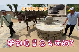 驴是怎么死的，笨死的懒死的卸磨杀驴，长途运输倒下就会被踩？