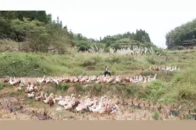 90后农村姑娘隐居深山养殖鸭子，虽然很辛苦但是很有成就感