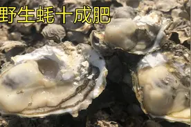 青岛仙人岛被野生蚝长满了，都是十成肥满壳肉，挖满几十斤大桶视频封面