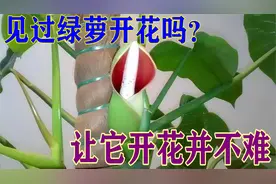 见过绿萝开花吗？让它开花并不难，来试试这种方法视频封面