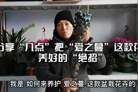 分享“几点”把“爱之蔓”这款花养好的“绝招”视频封面