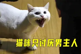 小母猫太凶了，不让男主人摸，女主人却随便摸视频封面