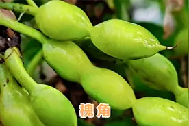 槐角泡水喝作用厉害，它的这个制作方法，值得你收藏