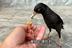 小八哥刚出壳，看鸟妈妈如何喂养视频封面