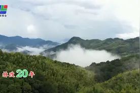 新罗：打造智慧林业监管新罗模式 高效守护森林资源视频封面