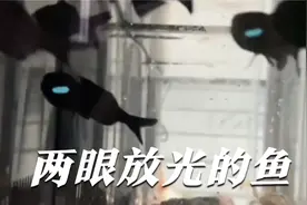 灯颊鲷这发光的小眼睛太好看了视频封面