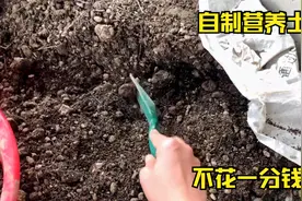 自制多肉营养土，不花一分钱，方法简单，懒人操作！视频封面