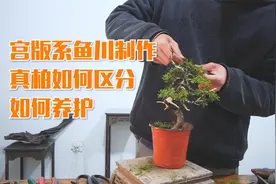 各种真柏如何区分及养护，练手制作一颗宫版系鱼川，分享错误经验