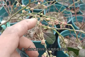 春天蓝莓进入花期，该如何养护？要把3点做好视频封面