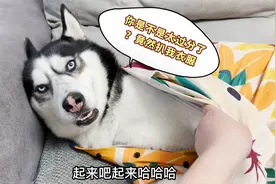 狗狗总学人穿睡衣睡觉，当主人把衣服给它扒开那一刻，你们都别笑