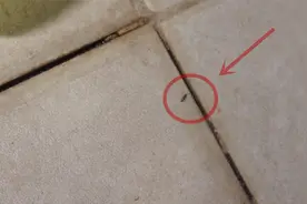 卫生间总有小黑虫？分享办法，一碗水飞虫全消失视频封面