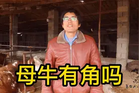 母牛有角吗？养牛几十年也可能忽略的问题，听听养牛小伙怎么说的