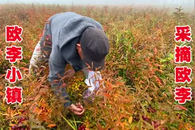 张家口坝上农村一种稀有水果，富含高钙和多种维生素，俗称钙果视频封面