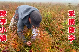 张家口坝上农村一种稀有水果，富含高钙和多种维生素，俗称钙果视频封面
