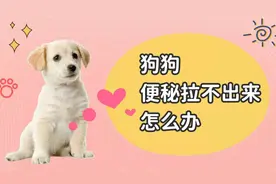 狗狗便秘拉不出来怎么办？分享几招，有效缓解视频封面