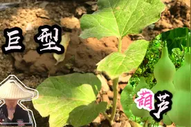 农村小伙种植巨型葫芦苗，移栽两株到地里，期待长出一群葫芦娃视频封面
