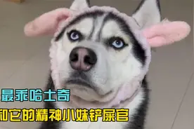 它是全网最乖哈士奇，只拆快递不拆家，狗生坎坷却依旧很乐观视频封面