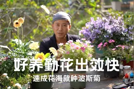 好养勤花出效快，地栽压根不用管，懒人速成花海就种波斯菊视频封面