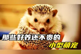 这些好养还不贵的小型萌宠，你喜欢养哪一个视频封面