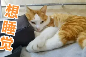 昏昏欲睡的午后，就不能好好睡个觉吗？