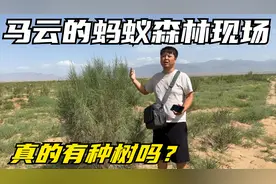 马云的蚂蚁森林到底是真是假？实地走访查看，你们的梭梭树还在吗视频封面