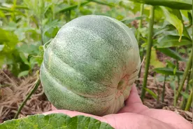 怎样识别成熟的香瓜，仔细看这2个位置，方法简单一学就会