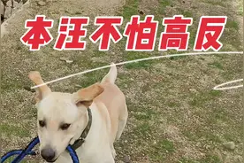 拉布拉多真贴心，高海拔地区主人实在无力遛狗，狗狗自己遛自己