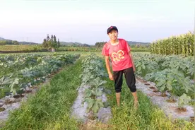 2020年春耕种植的秋葵，已经开花结果啦，未来可期
