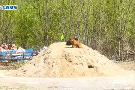 野犬聚集，大连警方出手！视频封面