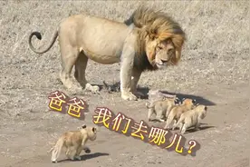 小狮子第一次见雄狮爸爸，真实上演狮子版：爸爸去哪儿视频封面