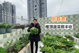倒春寒下了几天雨 气温又回到年前 不过并不影响楼顶菜园丰收视频封面
