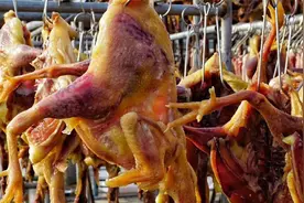 快过年了，教你简单腌制风干鸡，肉质紧实有嚼劲，鸡肉干香又解馋