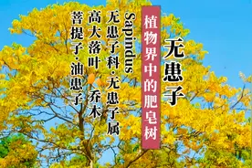 无患子—大自然里的天然清洁剂，生活中的宝藏树种，你了解多少？