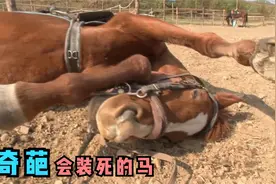 马都成戏精了，只要有人一骑它，它立马就躺地装死视频封面