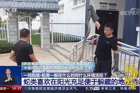 蛇类一般在什么时间、什么环境活动？专家解答|共同关注视频封面