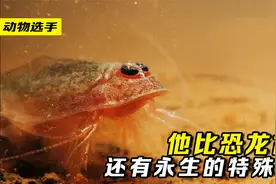 比恐龙还古老的动物，还拥有永生的超能力，怪不得恐龙灭绝它活了视频封面