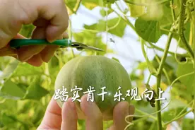 今晚20:00，CCTV4，走进四新村，看黑土地上四季丰饶视频封面