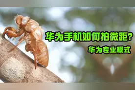 华为手机拍照小技巧之超级微距拍摄，相机专业模式下应该这样操作视频封面