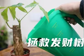 园艺师教你，发财树养成秃干了，如何把它拯救回来视频封面