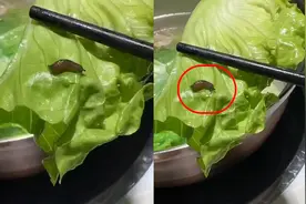 男子曝椰子鸡配菜里吃出鼻涕虫：称要投诉后，店家要求原价买单视频封面