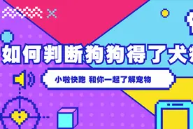 如何判断狗狗是否得了犬瘟，养狗的人需要知道的小常识视频封面