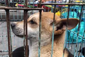 挑狗时如何判断一条狗会不会咬人，眼爆红血丝，胡须向前长