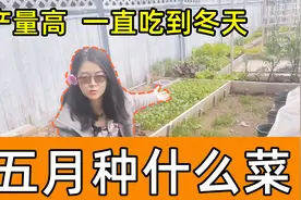 5月种什么蔬菜? 种这些菜一直吃到冬天视频封面