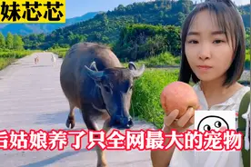 广西放牛妹：90后女大学生把牛养成了宠物，网友：现实版牛郎织女视频封面