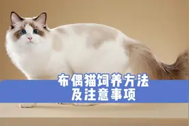 布偶猫饲养方法及注意事项，铲屎官要记住