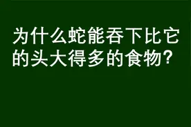 为什么蛇能吞下比它的头大得多的食物？是因为分泌了润滑液吗