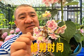 绣球花盛花期过早修剪好还是晚修剪好？园艺老手这样说视频封面