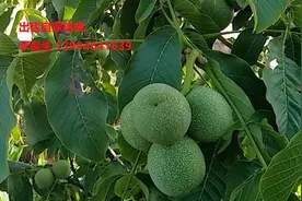 俄罗斯的奇特婚俗，女性年纪很轻就可以结婚，当地人：很着急视频封面